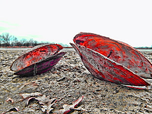 depth of field photography of two red sea shells on sand