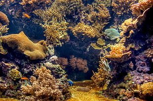 Sea​​,  Seabed,  Landscape,  Underwater HD wallpaper