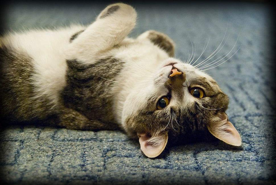 brown Tabby cat lying on gray surface HD wallpaper