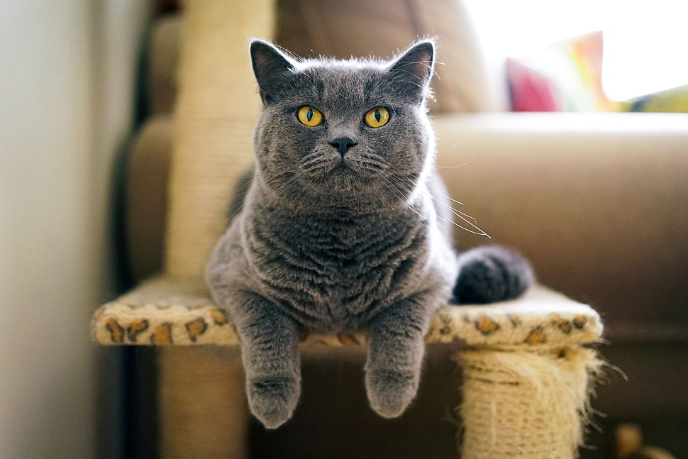 two gray-and-white cat figurines, animals, cat HD wallpaper