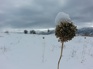 brown flower covered with snow