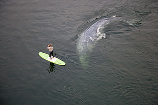 person standing on white and green surfboard facing large gray fish in body of water