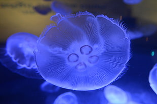 blue jellyfish, Jellyfish, Underwater world, Close-up