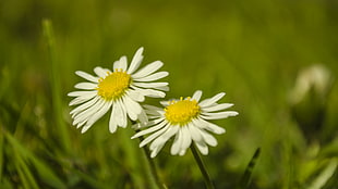 two white flowers, flowers, green, nature, macro
