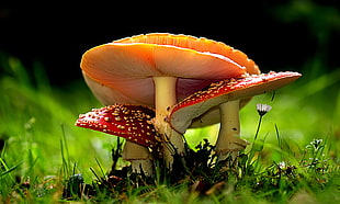 selective focus photography of two red and one orange mushrooms, amanita HD wallpaper