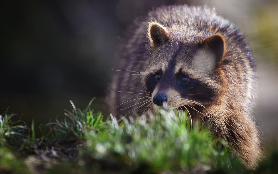 black and brown short-fur cat, animals, raccoons, grass HD wallpaper