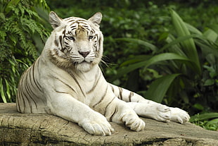 close up photo of white and black tiger