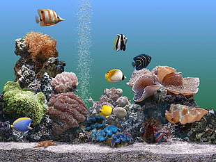 shoal of fish, fish, animals HD wallpaper