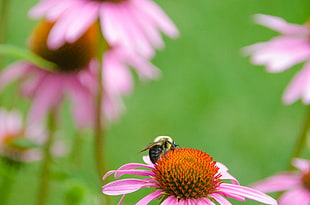selective focus photography of bee perched on pink petaled flower