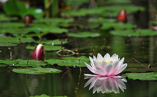 white water lily flower