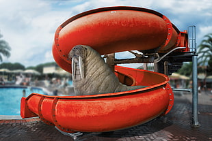 seal sitting on orange slide