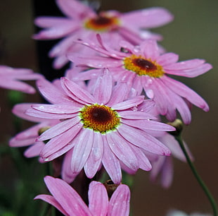close up photography of pink daisy flower
