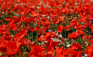 red Poppy flower field HD wallpaper