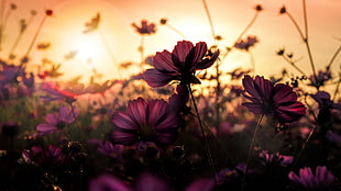 shallow focus photography of purple flowers during sunset