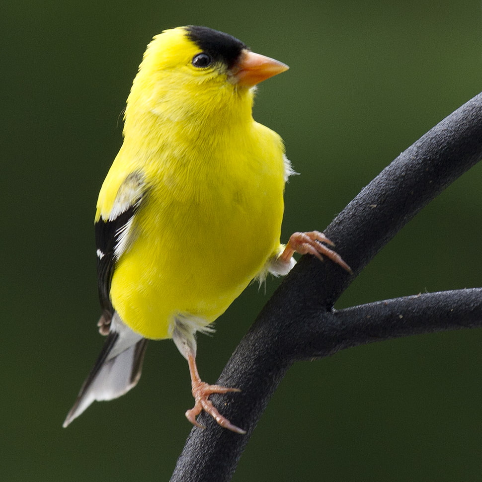 close up photography of yellow and black bird, american goldfinch HD wallpaper