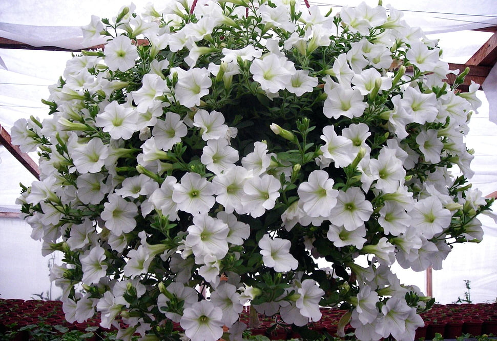 white Million bells flower HD wallpaper