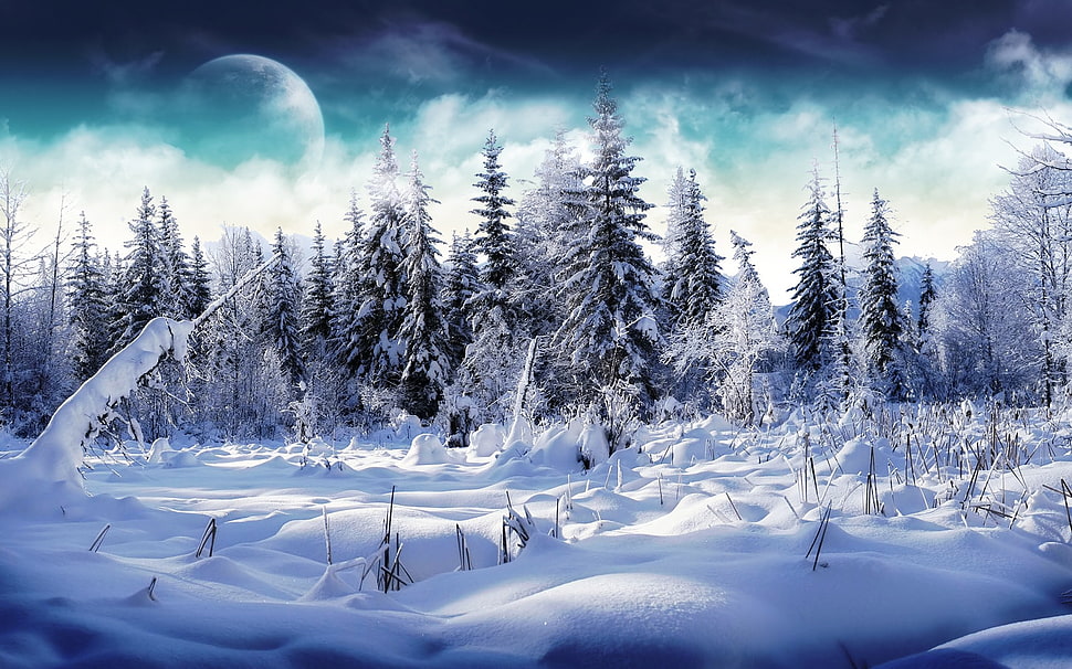 Pine tree covered in snow HD wallpaper