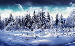 Pine tree covered in snow