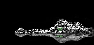 macro shot photography of alligator head