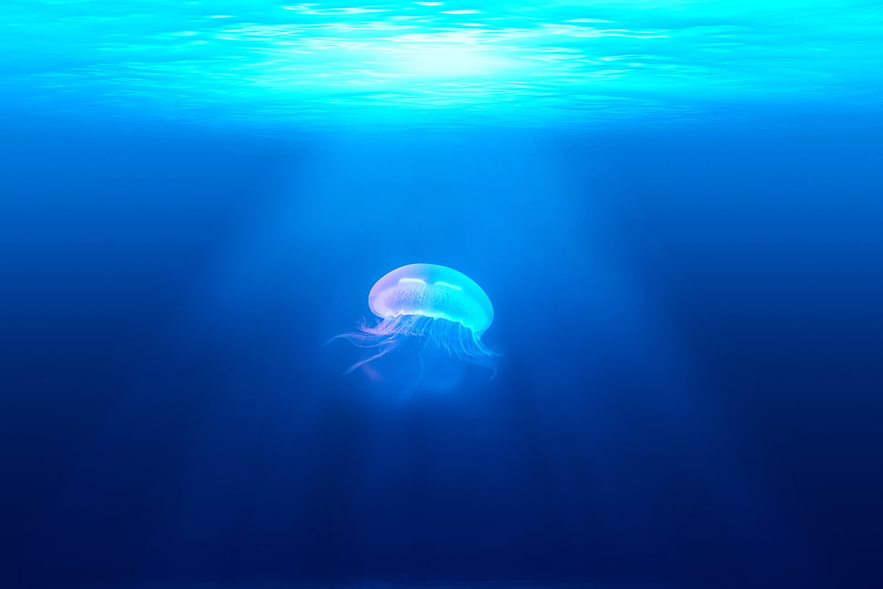Jellyfish under the ocean HD wallpaper