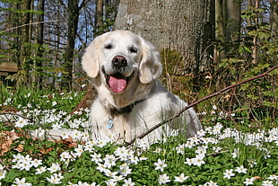 white labrador on green grass with white flowers