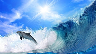 dolphin jumping in front of wave barrel HD wallpaper