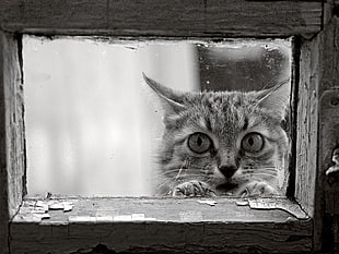 grayscale photography of cat