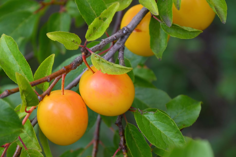 yellow and red fruit HD wallpaper