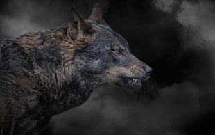black and brown wolf, animals, wolf