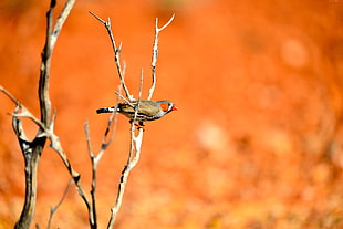 bird on tree twig at daytime HD wallpaper