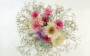 white and pink Daisy flowers