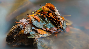 pile of dried leaves, nature, leaves, fall, closeup