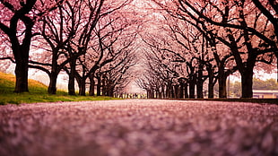 sakura trees, landscape, cherry blossom, trees, path
