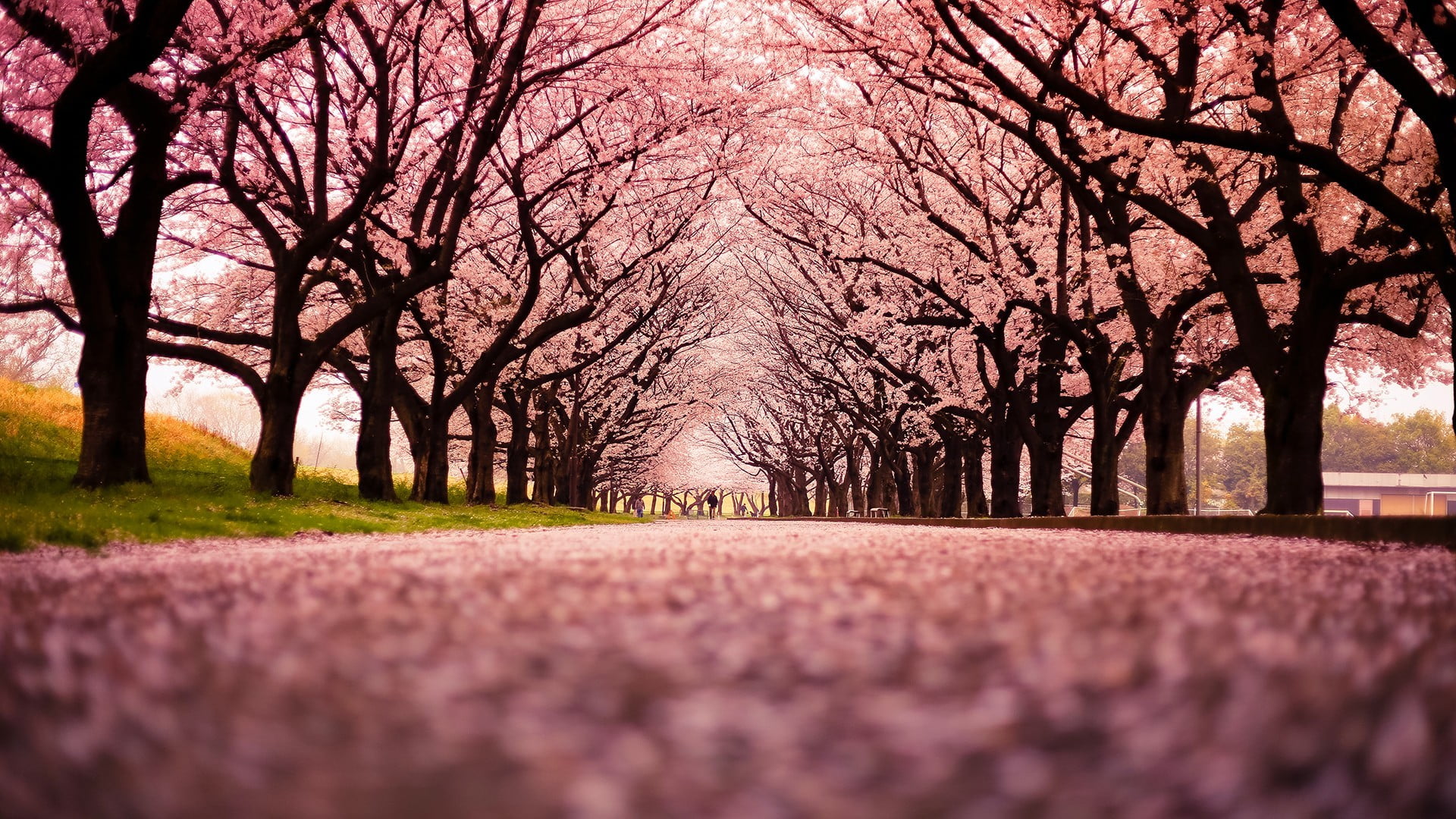 Sakura Trees Landscape Cherry Blossom Trees Path Hd Wallpaper