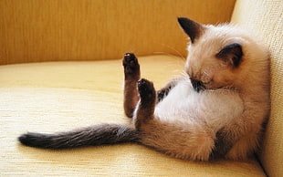 Siamese cat seating on couch HD wallpaper