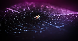 close-up photography of barn spider on white spider web HD wallpaper