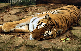 tiger lying on gray surface HD wallpaper