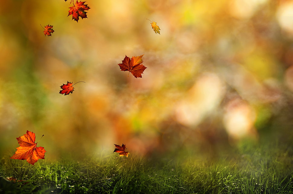brown leaf HD wallpaper