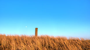 landscape photography of brown wooden pillar on wheat grain field HD wallpaper