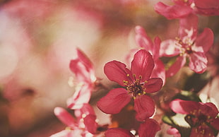 pink flowers, flowers, pink flowers, nature, depth of field HD wallpaper