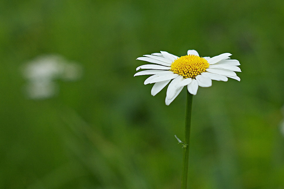 selective focus photo of white Daisy flower HD wallpaper
