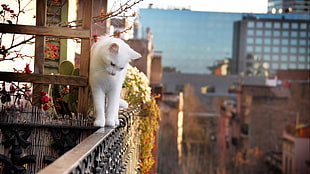 short-haired white cat, cat, white, depth of field, balcony HD wallpaper
