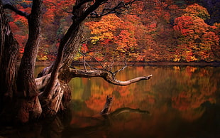 brown body of water, lake, fall, forest, dead trees