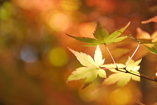 close-up photo of brown leaves HD wallpaper