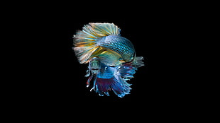 two blue fishes, Fish, Underwater, Dark HD wallpaper