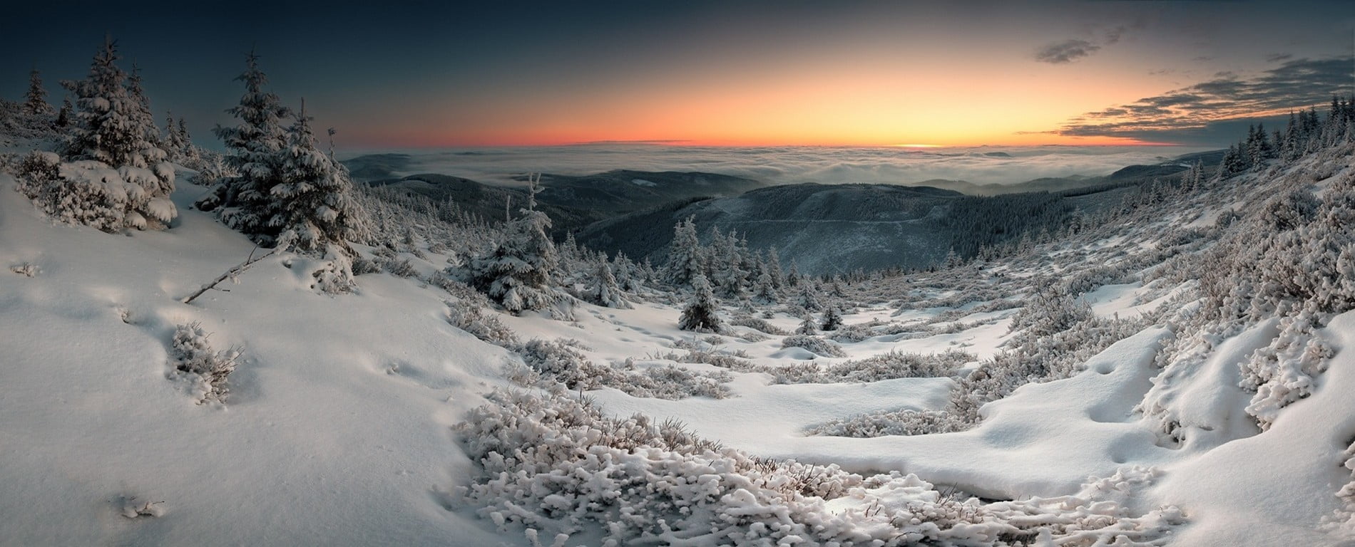 forest covered with snow, nature, landscape, panoramas, winter