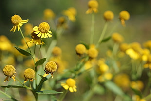 yellow Aster flowers in selective photography HD wallpaper