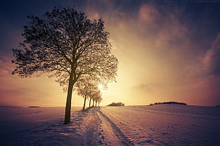 silhouette of trees, nature, landscape, snow, trees