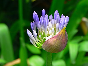 focus photography of purple-and-white flower buds