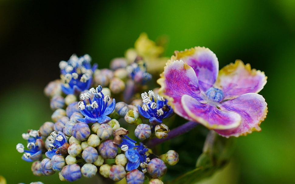 selective focus photo of purple and blue petaled flowers HD wallpaper